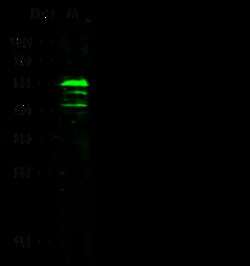Sino Biological KRT7 Antibody, Rabbit PAb, Antigen Affinity Purified 100uL,