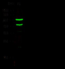 Sino Biological KRT5 / Cytokeratin5 Antibody, Rabbit PAb, Antigen Affinity