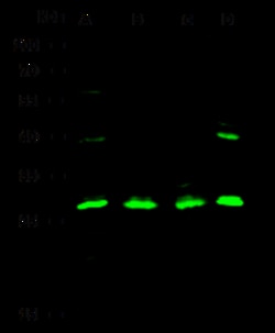 Sino Biological Anti-IL-12 p35/IL12A Antibody, Rabbit Polyclonal, Quantity: