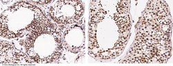 Sino Biological DZIP1 Antibody, Rabbit PAb, Antigen Affinity Purified 100uL,
