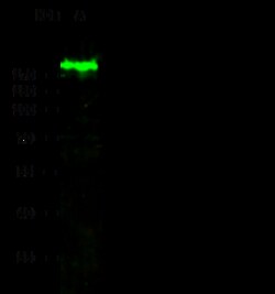 Sino Biological Anti-EGFR Antibody, Rabbit Polyclonal, Quantity: Each of