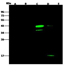 Sino Biological Anti-V5 tag Antibody, Mouse Monoclonal, Quantity: Each