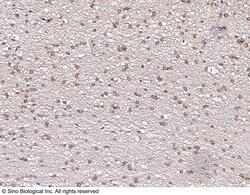 Sino Biological Anti-CXCR3 Antibody, Rabbit Polyclonal, Quantity: Each