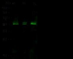 Sino Biological Anti-CXCR3 Antibody, Rabbit Polyclonal, Quantity: Each