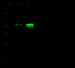 Sino Biological Anti-Langerin/CD207 Antibody, Rabbit Polyclonal, Quantity: