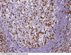 Sino Biological IFITM1 Antibody, Rabbit MAb 100uL, Quantity: Each of 1