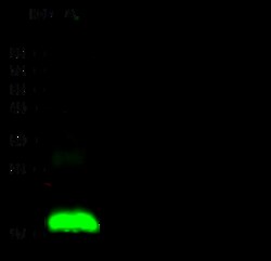 Sino Biological IFITM1 Antibody, Rabbit MAb 100uL, Quantity: Each of 1
