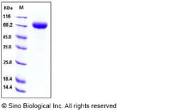 Sino Biological Recombinant Human 2B4/CD244 Protein (hFc Tag), Quantity: