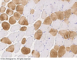 Sino Biological Anti-Smad2 Antibody, Rabbit Polyclonal, Quantity: Each