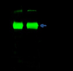 Sino Biological Synapsin I / Synapsin-1 Antibody, Rabbit PAb, Antigen Affinity
