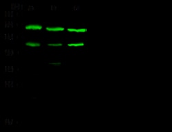 Sino Biological GSK3B Antibody, Rabbit PAb, Antigen Affinity Purified 100uL,