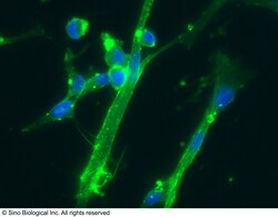 Sino Biological CD166 / ALCAM Antibody (APC), Mouse MAb 25Tests, Quantity:
