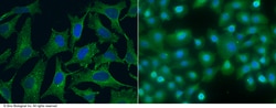 Sino Biological Anti-SPARCL1 Antibody, Mouse Monoclonal, Quantity: Each