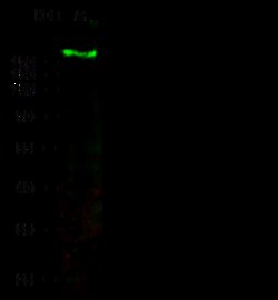 Sino Biological Integrin alpha 2/ITGA2/CD49B Antibody, Rabbit PAb, Antigen
