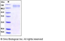 Sino Biological Recombinant Human TrkC Protein (His Tag), Quantity: Each