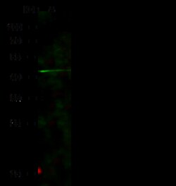 Sino Biological Anti-ILT11/LILRA5/LIR-9 Antibody, Rabbit Polyclonal, Quantity: