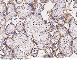 Sino Biological CD156a Antibody, Rabbit PAb, Antigen Affinity Purified