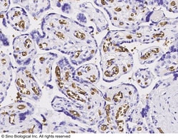 Sino Biological Band 3/SLC4A1/CD233 Antibody, Rabbit PAb, Antigen Affinity