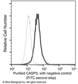 Sino Biological caspase-3 / CASP-3 Antibody, Mouse MAb 100uL, Quantity: