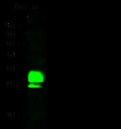 Sino Biological Anti-Myosin light chain 3/MYL3 Antibody, Rabbit Polyclonal,