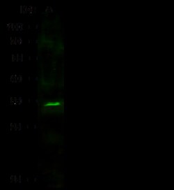Sino Biological Anti-Nucleophosmin/B23/NPM1 Antibody, Rabbit Polyclonal,