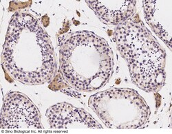 Sino Biological PIWIL1 Antibody, Rabbit PAb, Antigen Affinity Purified