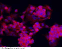 Sino Biological Anti-Piwil2 Antibody, Rabbit Polyclonal, Quantity: Each