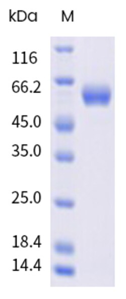 Sino Biological&nbsp;Recombinant Human BAFF/BLyS/TNFSF13B Protein (Trimer, His Tag), MALS-verified 1 mg