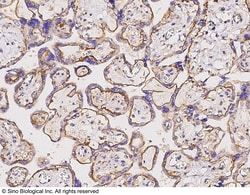 Sino Biological Anti-CD151 Antibody, Rabbit Polyclonal, Quantity: Each
