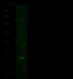 Sino Biological Anti-IL17C Antibody, Rabbit Polyclonal, Quantity: Each