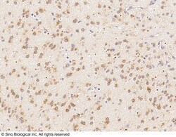 Sino Biological MSI1 Antibody, Rabbit PAb, Antigen Affinity Purified 100uL,