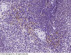 Sino Biological Anti-Kell/KEL Antibody, Rabbit Polyclonal, Quantity: Each