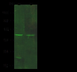 Sino Biological Anti-GDF3 Antibody, Rabbit Polyclonal, Quantity: Each of