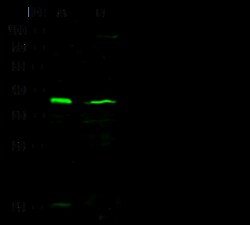Sino Biological FOXD3 Antibody, Rabbit PAb, Antigen Affinity Purified 100uL,