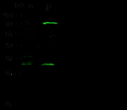 Sino Biological HOXB8 Antibody, Rabbit PAb, Antigen Affinity Purified 100uL,