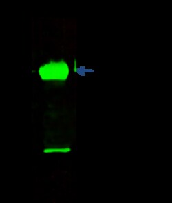 Sino Biological Anti-CDC42 Antibody, Rabbit Polyclonal, Quantity: Each