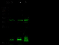 Sino Biological Anti-PTF1A Antibody, Rabbit Polyclonal, Quantity: Each