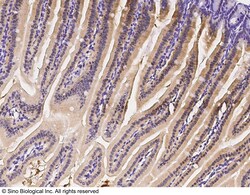 Sino Biological Anti-IRF6 Antibody, Rabbit Polyclonal, Quantity: Each of
