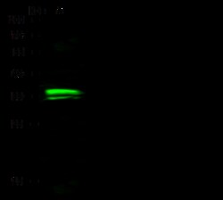 Sino Biological Anti-OTX1 Antibody, Rabbit Polyclonal, Quantity: Each of