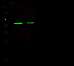 Sino Biological CD90 Antibody, Rabbit PAb, Antigen Affinity Purified 100uL,