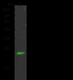 Sino Biological Anti-HMGA2 Antibody, Rabbit Polyclonal, Quantity: Each