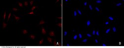 Sino Biological Anti-CHOP/DDIT3 Antibody, Rabbit Polyclonal, Quantity: