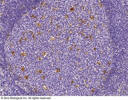 Sino Biological GLUL Antibody, Rabbit PAb, Antigen Affinity Purified 100uL,
