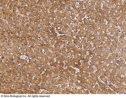 Sino Biological PTEN Antibody, Rabbit PAb, Antigen Affinity Purified 100uL,