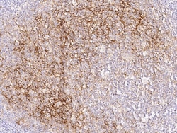 Sino Biological Anti-CD14 Antibody, Mouse Monoclonal, Quantity: Each of