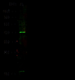 Sino Biological Anti-TAZ Antibody, Rabbit Polyclonal, Quantity: Each of