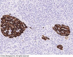 Sino Biological Anti-Chromogranin A/CHGA Antibody, Rabbit Polyclonal, Quantity: