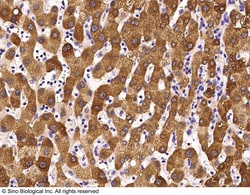 Sino Biological Anti-GOT2 Antibody, Mouse Monoclonal, Quantity: Each of