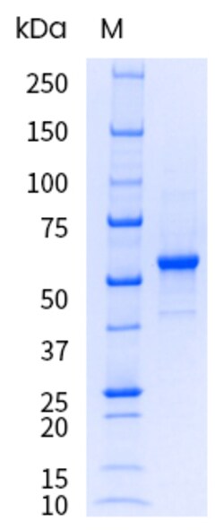 Sino Biological&nbsp;Recombinant Human IL-27 Protein (His Tag), HPLC-verified, Endotoxin-Free 1 mg