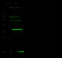 Sino Biological Anti-IL-27 Antibody, Rabbit Polyclonal, Quantity: Each